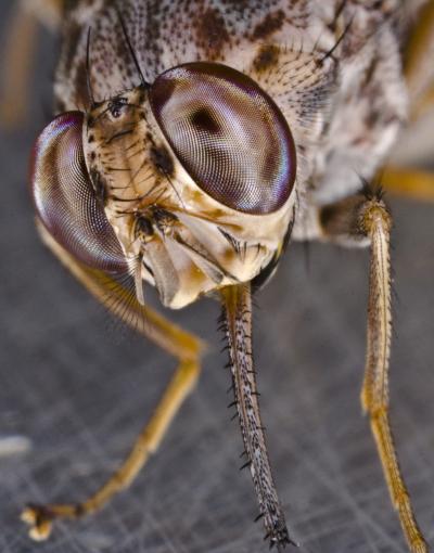 The Tsetse Fly: A Unique but Deadly Insect