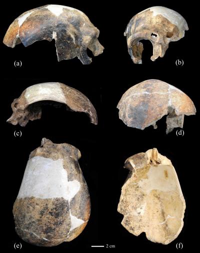Reconstruction of the Maba Cranium