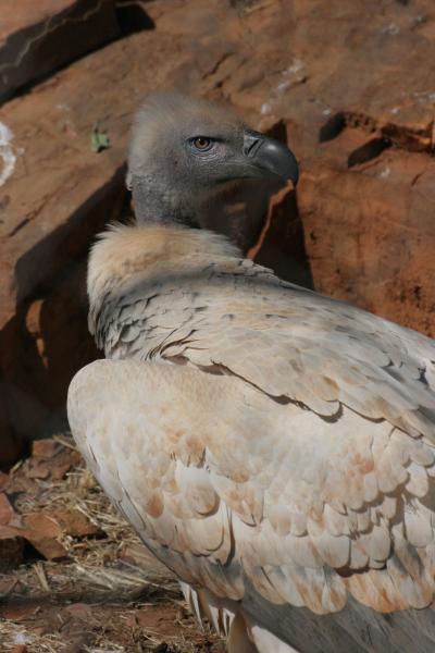 Cape Vulture