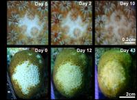 Comparison of large and small predation scars