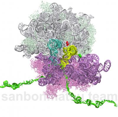 Ribosome