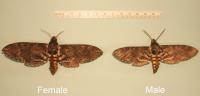 Sexual Size Dimorphism