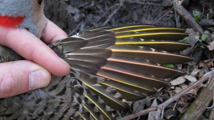 Aberrant Feathers in Northern Flicker