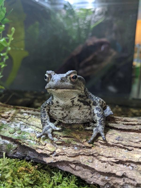 common toad