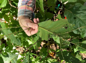 Skeletonized leaf in plot with bats excluded