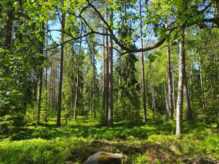 Mixed forest stand in Solböle, Southern Finland, hosting both broadleaf and conifer species