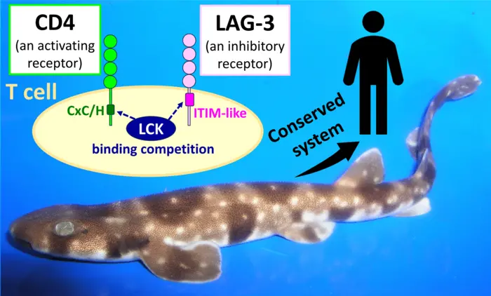 Conservation of opposing CD4 and LAG-3 functions from sharks to humans.