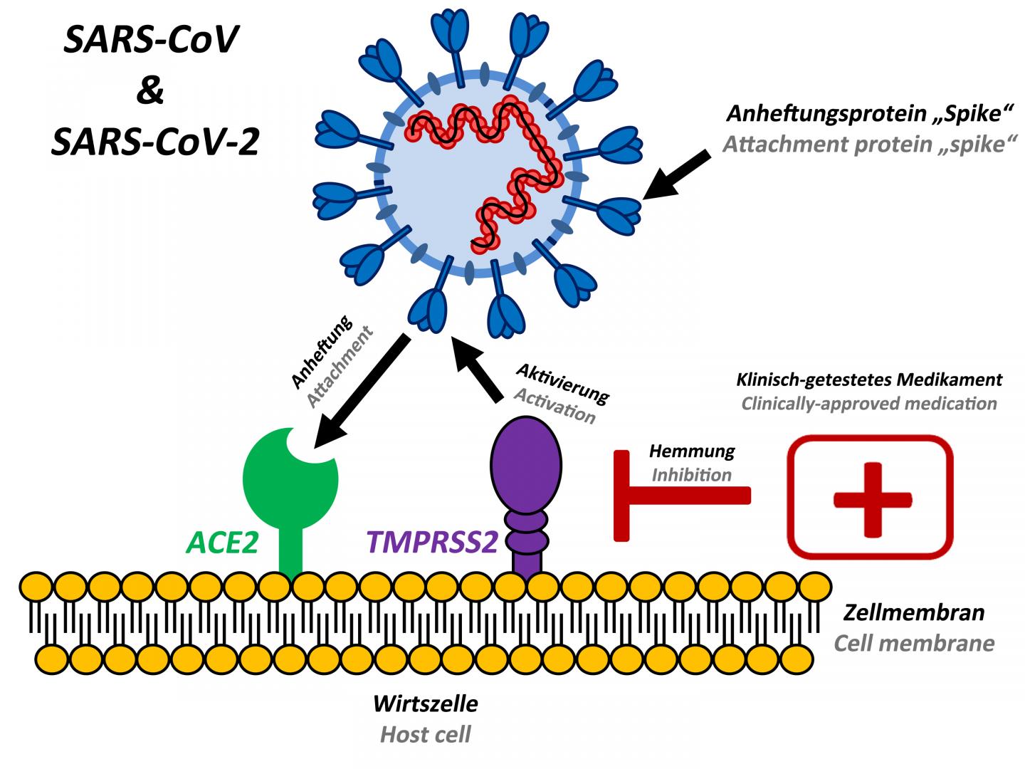Blocking SARS-CoV-2 cell entry