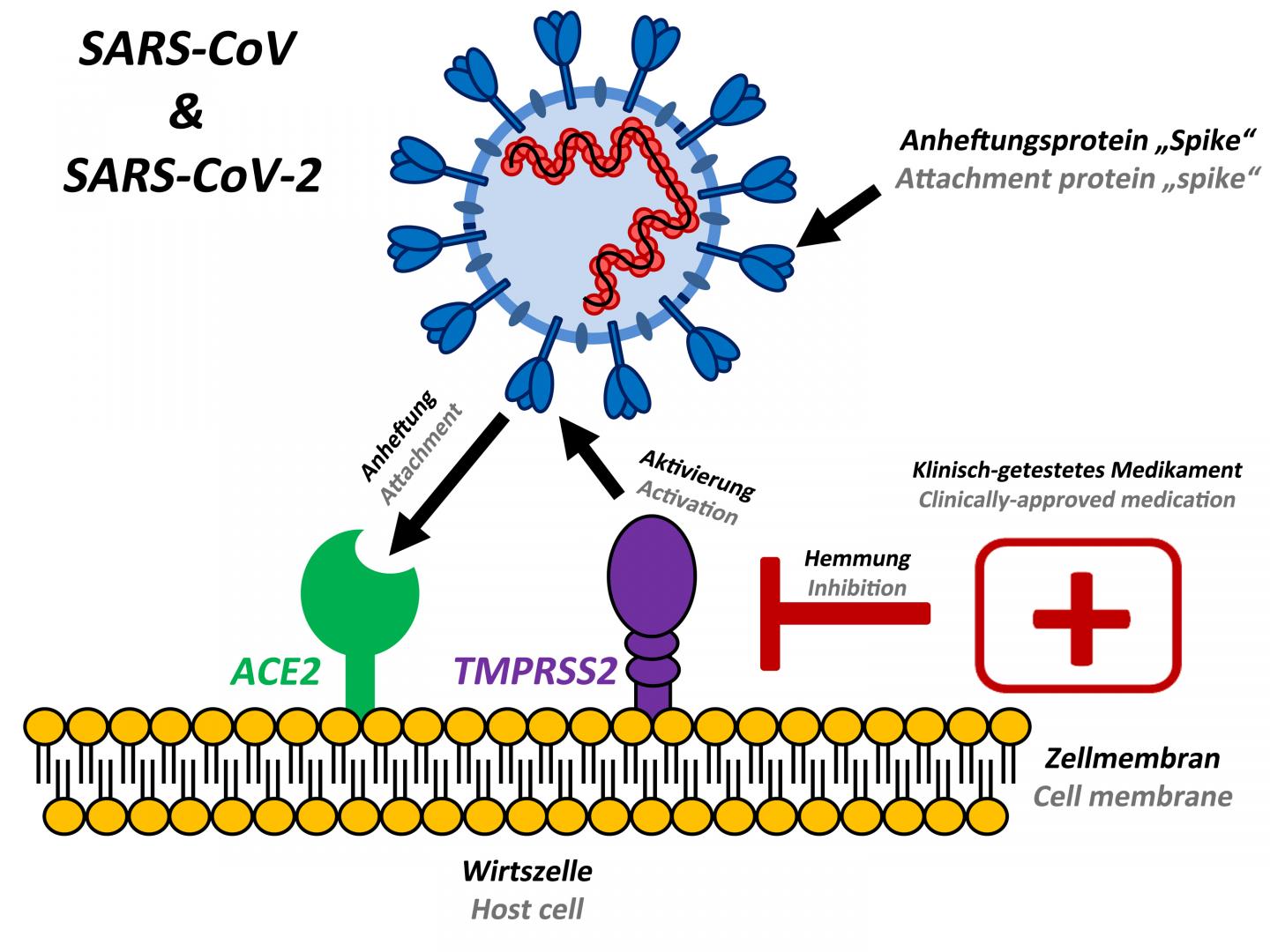 SARS-CoV-2 in humans