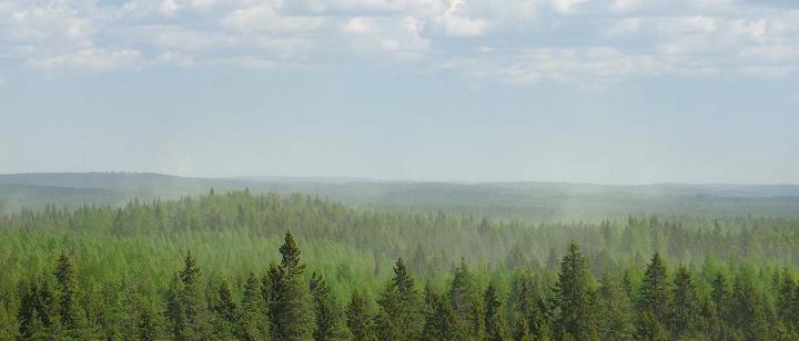 Atmospheric Aerosol Formation from Biogenic Vapors