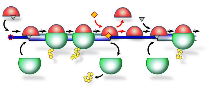 Ribosomes Reading an mRNA with a Short uORF