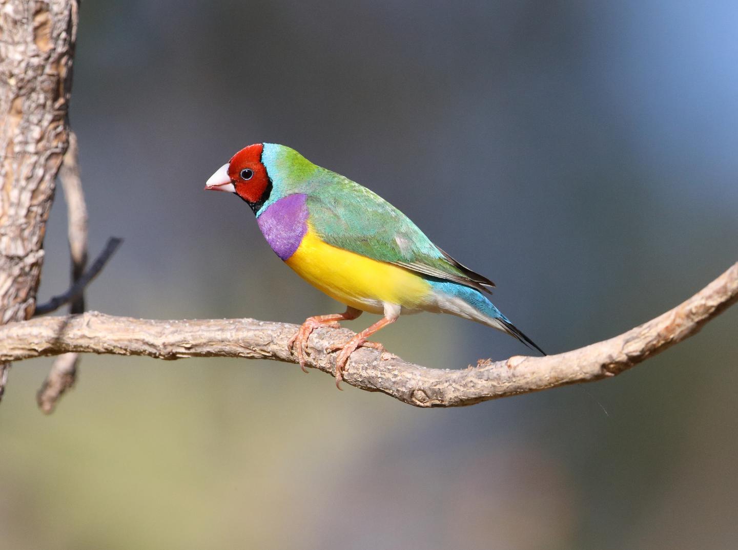 Red-Headed Gouldian Finch