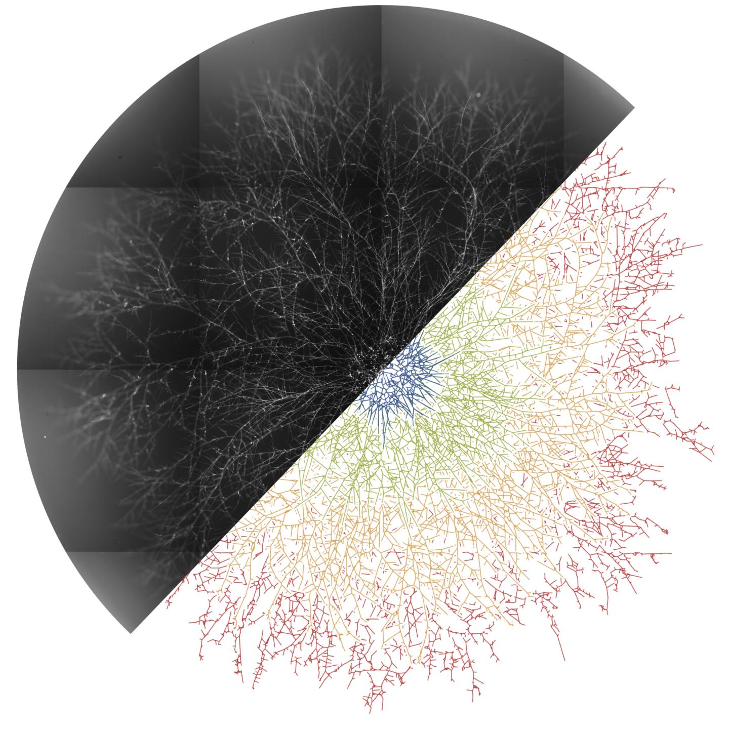 'Fungal Feature Tracker' Could Accelerate Mycology Research