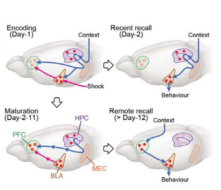 A New Model for Systems Consolidation of Memory