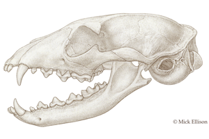 Skull of Gansu hyena