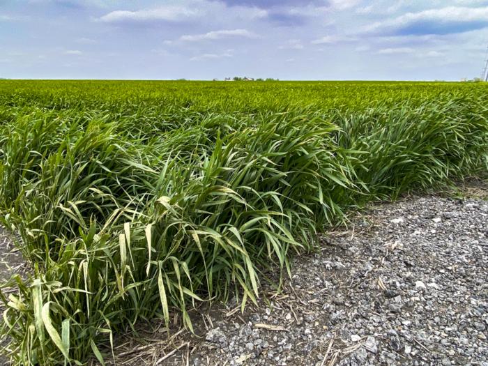 Cover crops may be less effective in future climates
