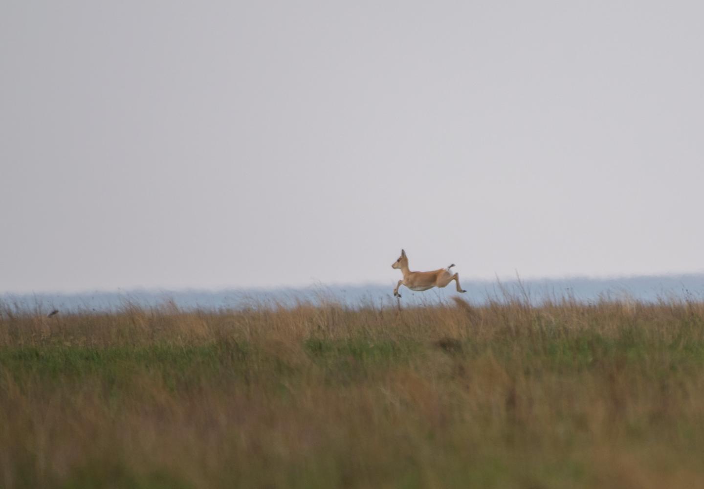 Mongolian Gazelle