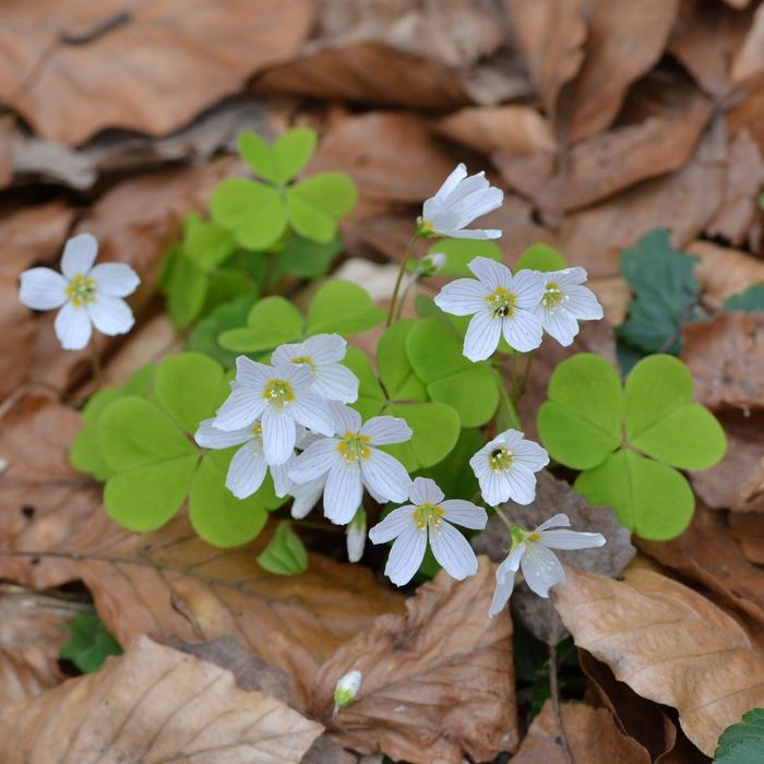 Oxalis acetosella