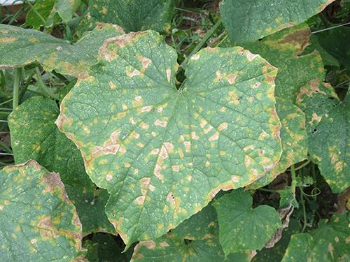 Cucurbit Downy Mildew on Cucumber