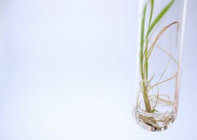 Hormone Increases Sucrose Accumulation in Sugarcane