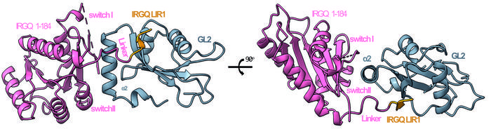 IRGQ-Structure