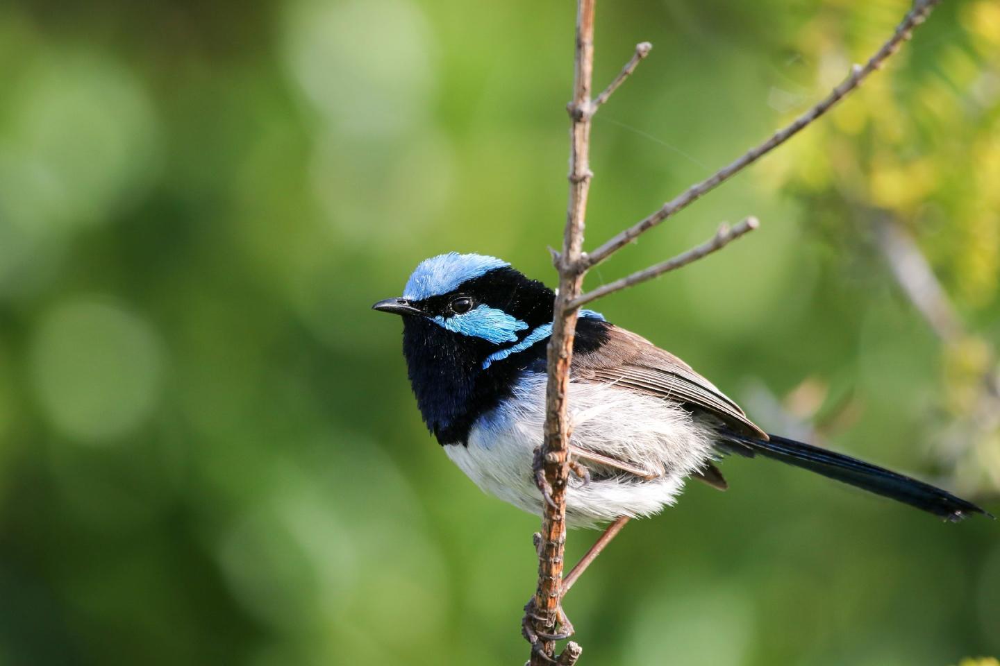 Male Fairy-wren on Twig