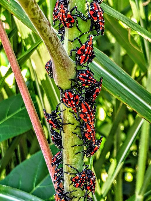 Spotted lanternflies