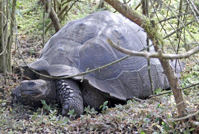 Domed tortoise [IMAGE] | EurekAlert! Science News Releases