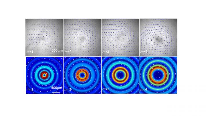 Microparticles Twisting in An Acoustic Vortex