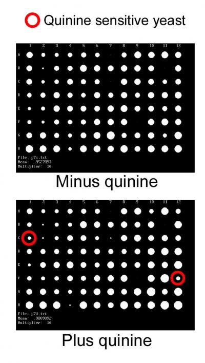 Quinine Screen