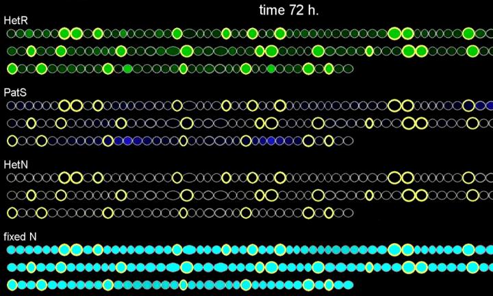Computer Simulation of the Evolution of a Filament of Cyanobacteria