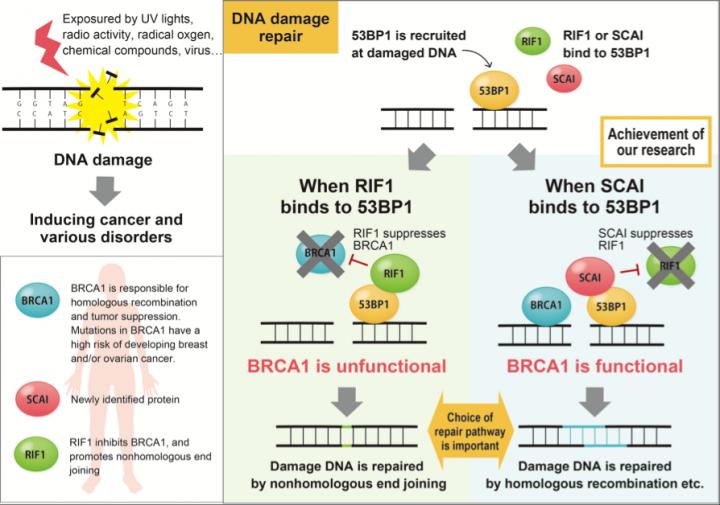 Figure: DNA Damage Repair