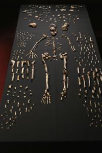 <I>Homo naledi</I> Skeleton