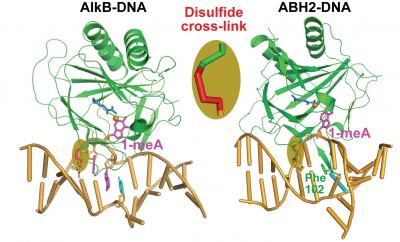 Molecular Structures of DNA-Repair Proteins