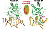 Molecular Structures of DNA-Repair Proteins