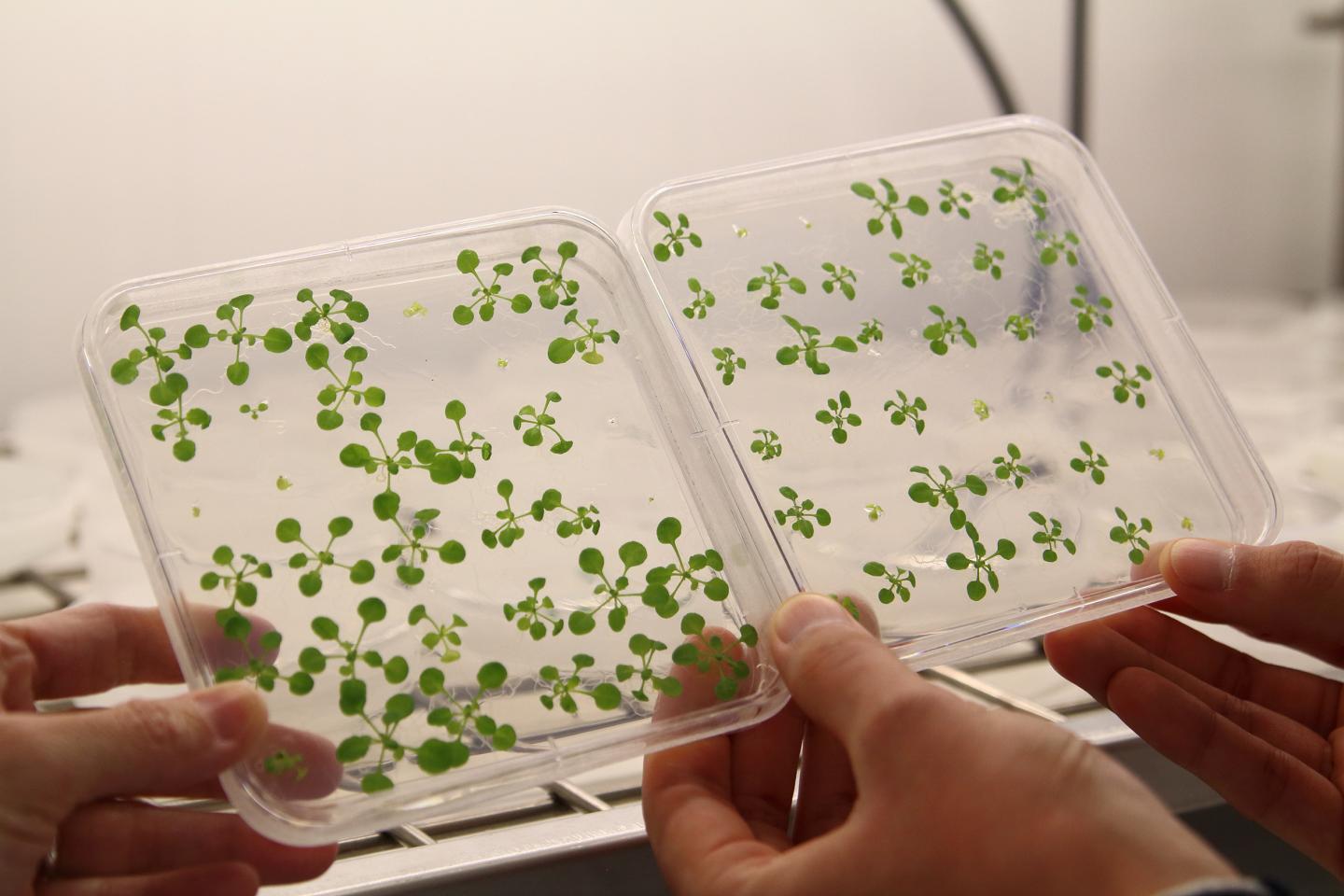 Arabidopsis in vitro