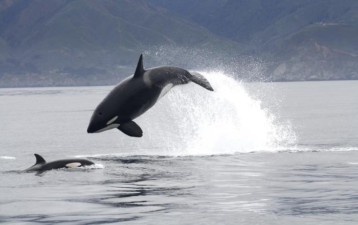 Foraging behaviour and ecology of transient killer whales within a deep submarine canyon system