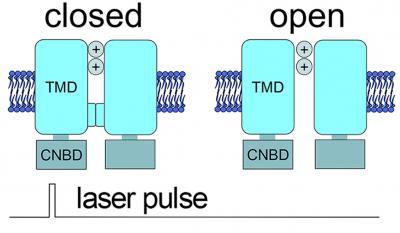 Observing HCN Channels