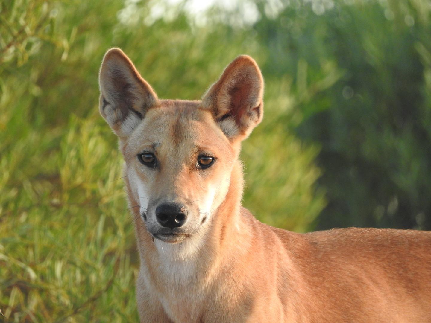 Dingo in the Wild