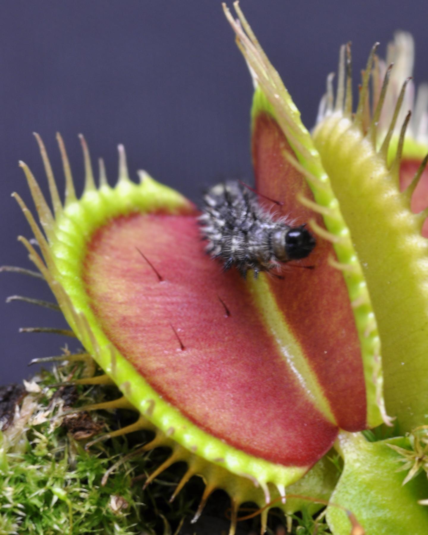 Diagram Of Venus Flytrap