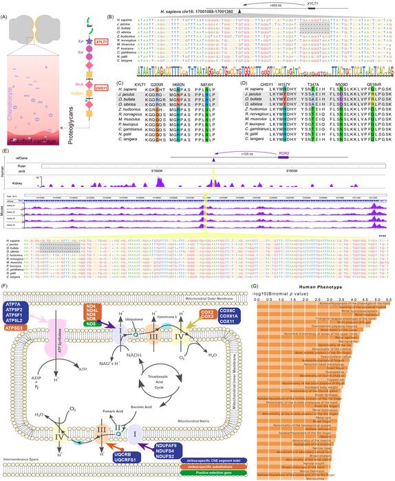 Figure 1 Evolution of the coding and non-coding regions in jerboa genomes