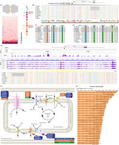 Figure 1 Evolution of the coding and non-coding regions in jerboa genomes