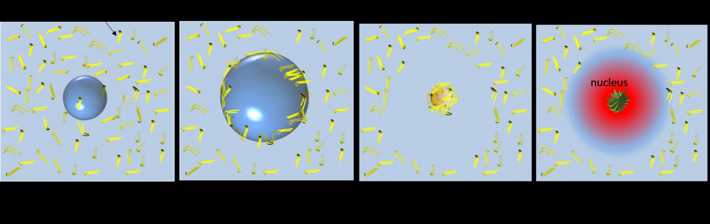 Cavitation-Bubble Dynamics