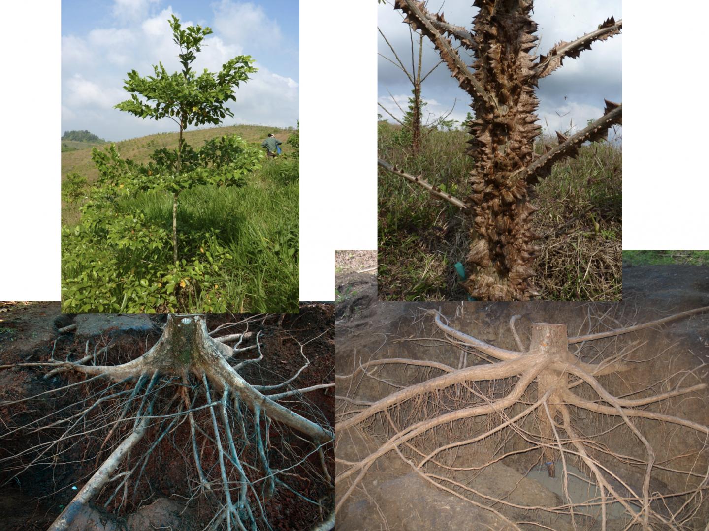 Tropical Tree Roots