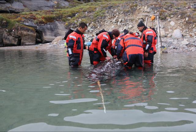 Narwhals' Acoustic Behavior Described Using Audio Tagging