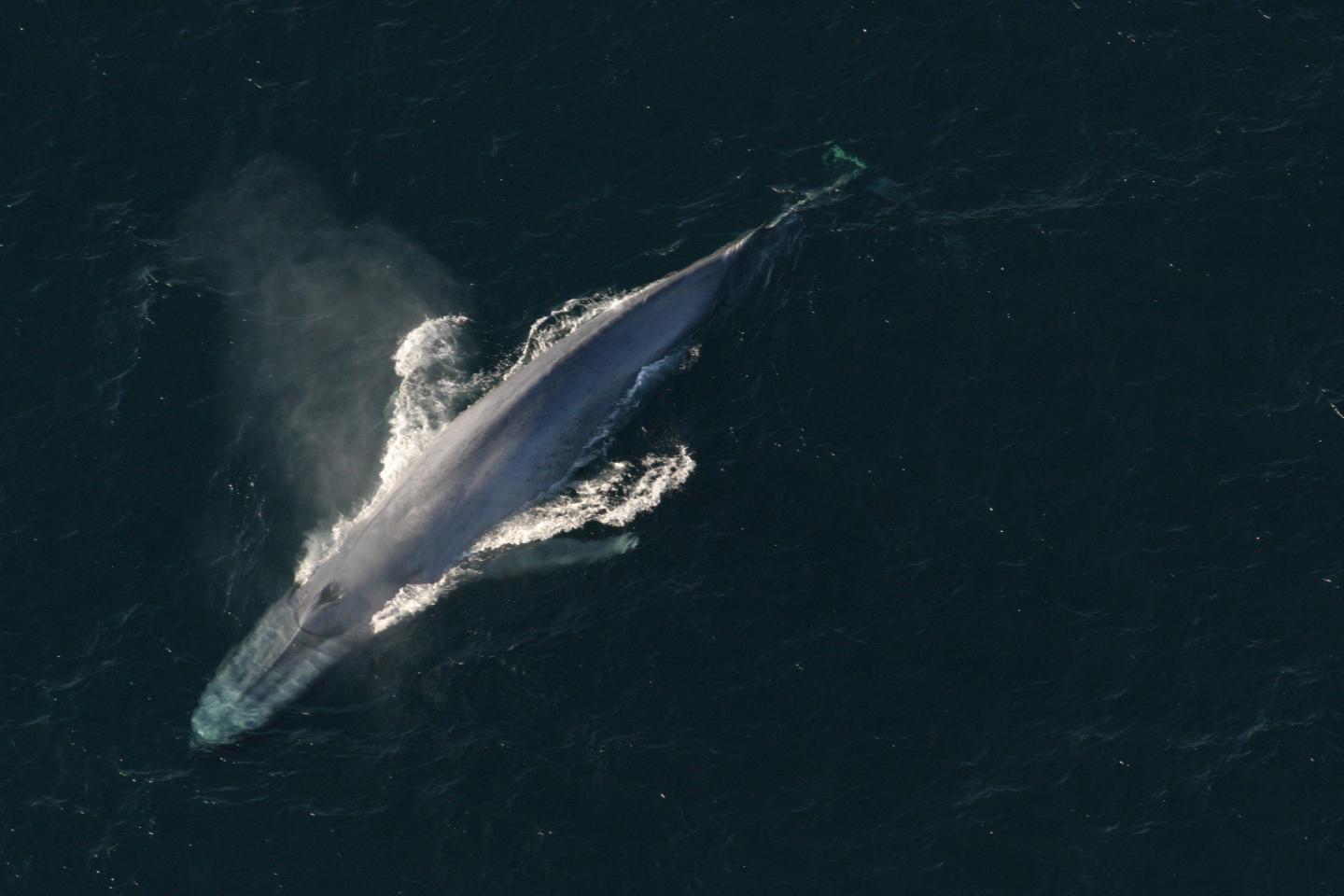 Blue Whales Switch Foraging Strategies Digit Eurekalert