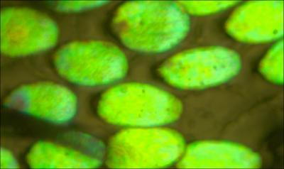 Scales of the Photonic Beetle