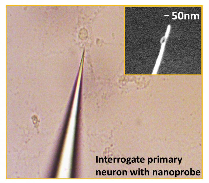 Nanoprobe Measures Cellular Protein Levels