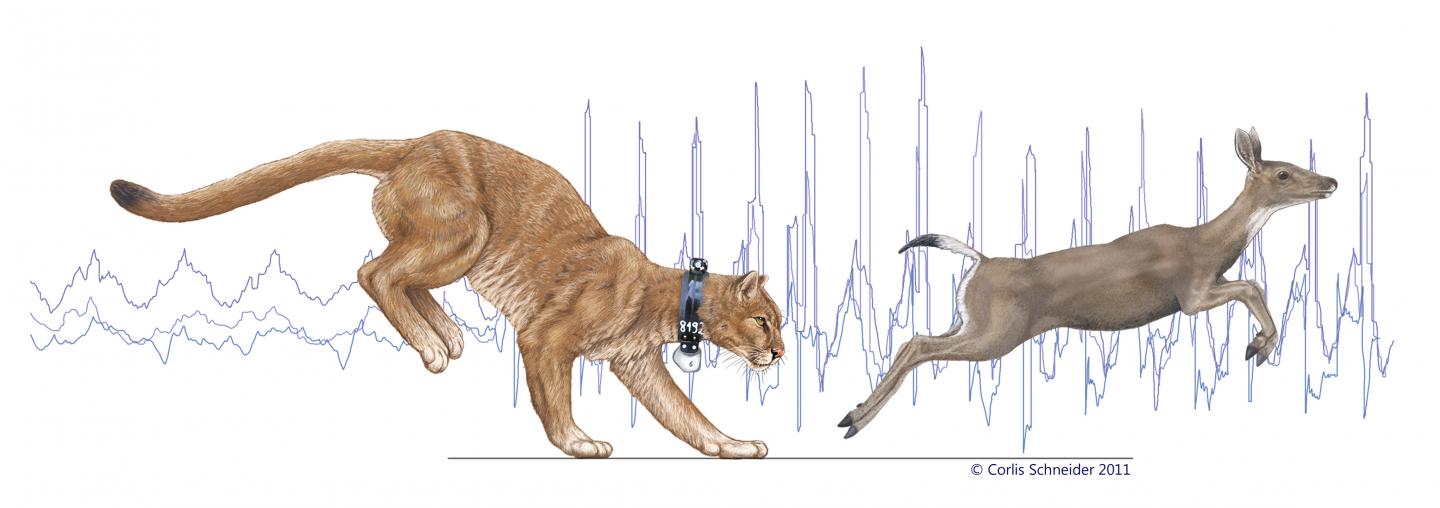 Cheetahs and Pumas Strike a Balance to Hunt ( EurekAlert!