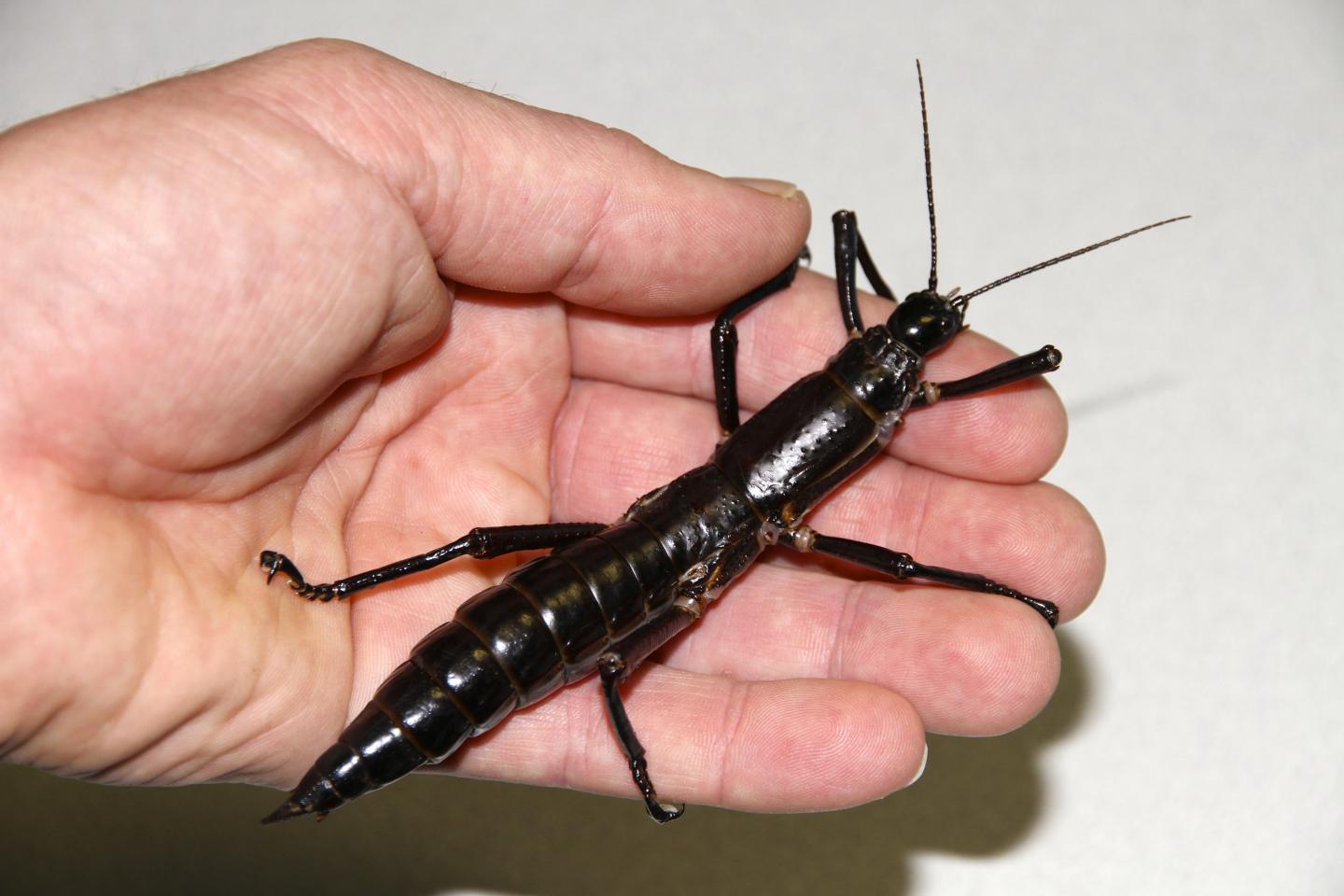 <i>Dryococelus australis</i> on Hand